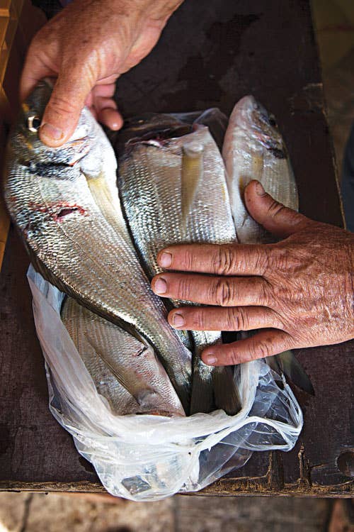 httpswww.saveur.comsitessaveur.comfilesimport20142014-03scenes-from-the-dalamatian-coast-bream-500&#215;750-i164.jpg