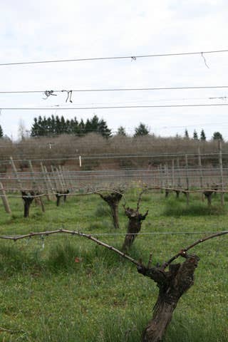 httpswww.saveur.comsitessaveur.comfilesimport2008images2008-04634-oregon_7_.jpg