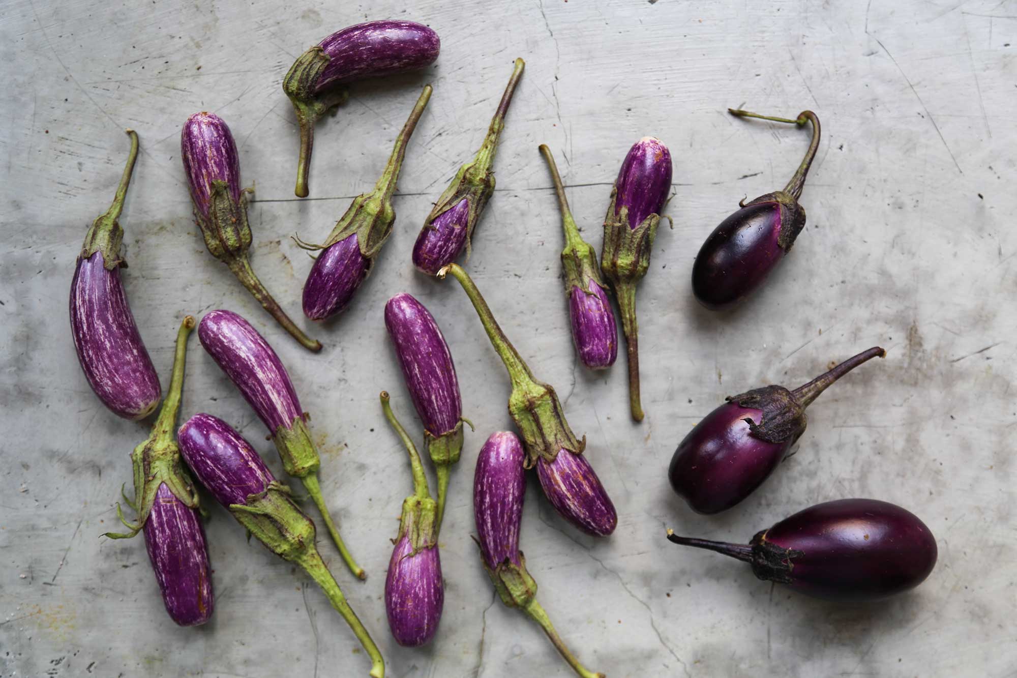 Eggplants Have a Weird, Dysfunctional Family. Come Meet Them.