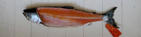 httpswww.saveur.comsitessaveur.comfilesimport2008images2008-05634-112_know_your_salmon_6_480.jpg