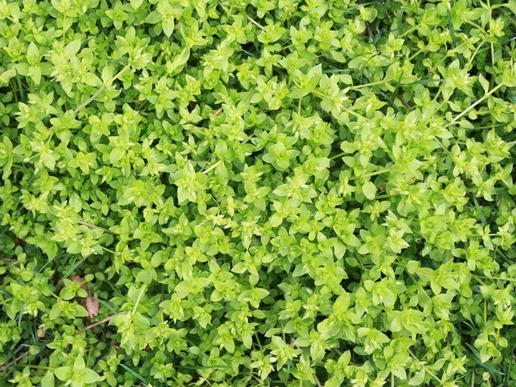 a patch of Chickweed, *Stellaria media*