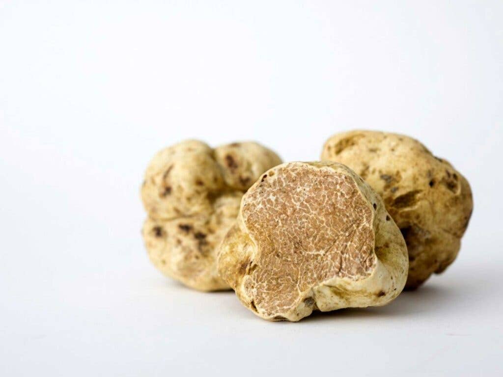 White Alba Truffles from Regalis