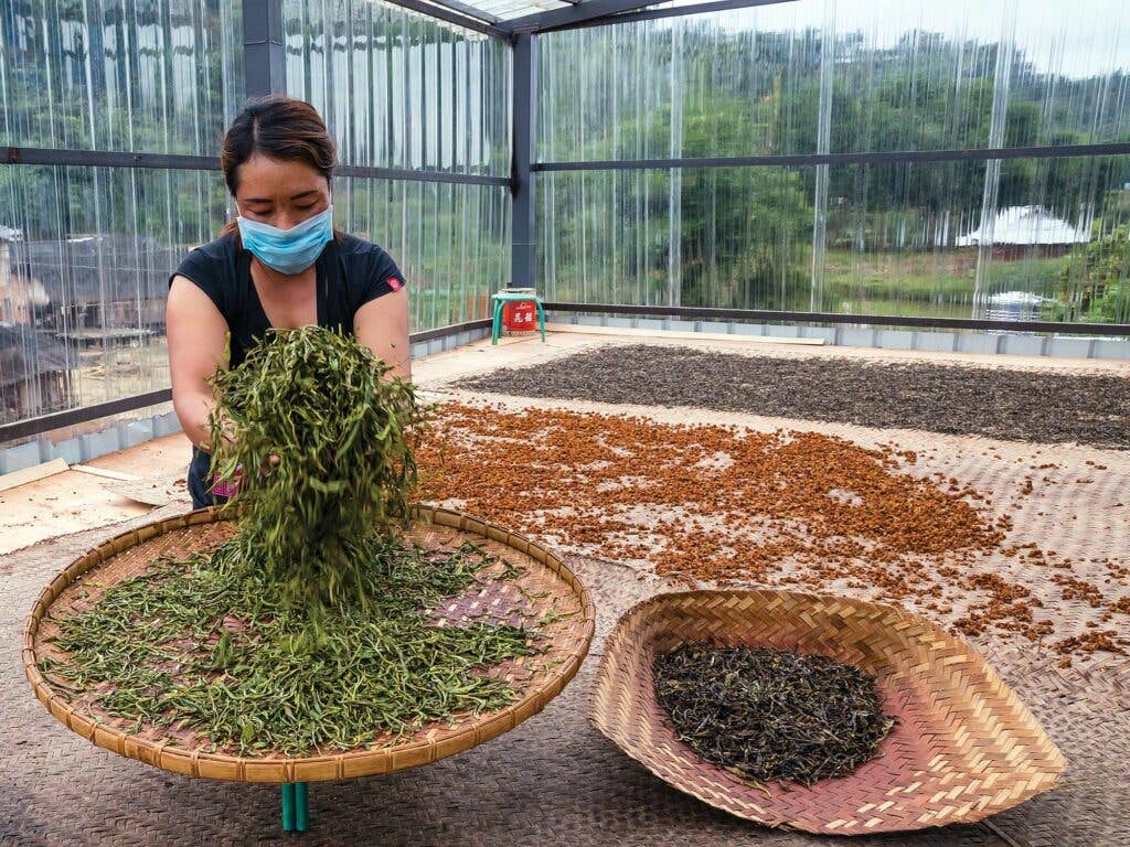 er lu shaking wok-fired tea leaves