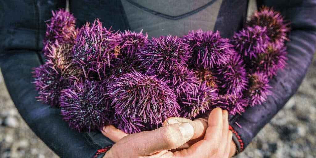 fresh sea urchines from mendocino