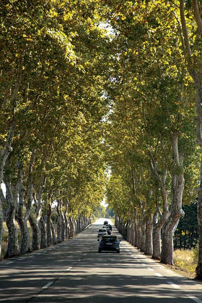 plane trees