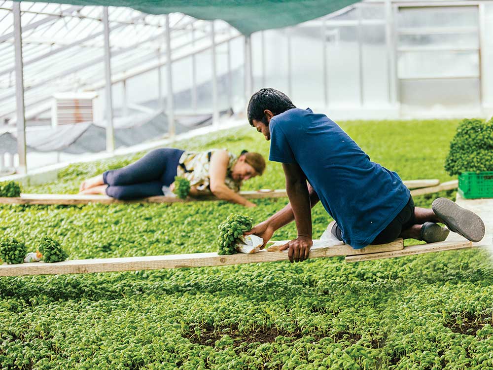 pesto greenhouse