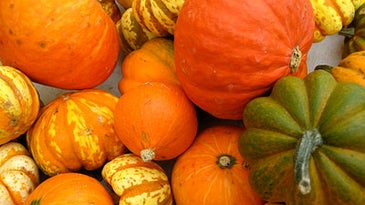 The Great Pumpkin Shortage