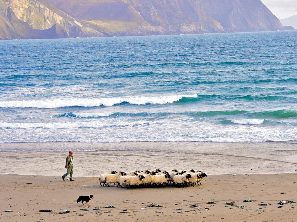 Calveys Achill Mountain Lamb