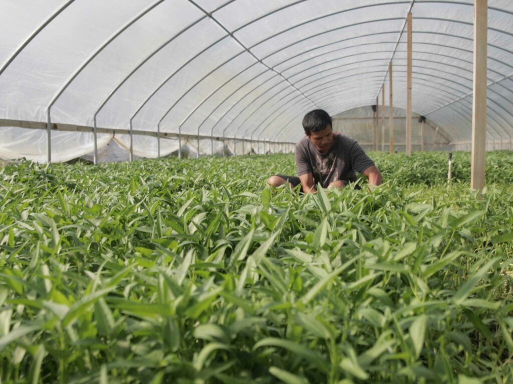 water spinach farmer