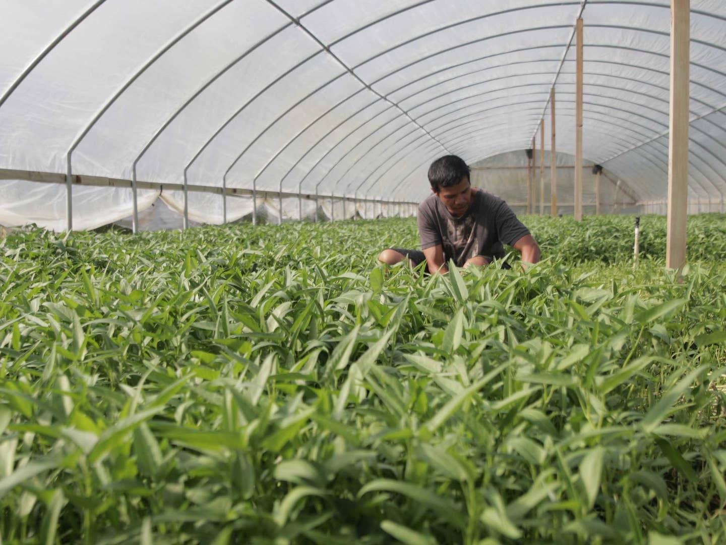 Houston’s Water Spinach Village is Fighting for its Life