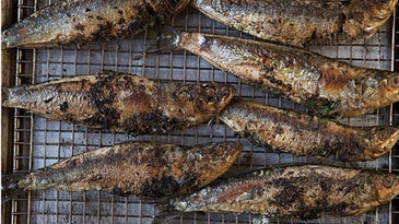 recipe-grilled-gremolata-stuffed-sardines-500x750-i164