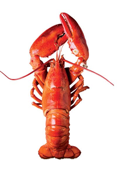 Shore to Door: Mail-Order Maine Lobster