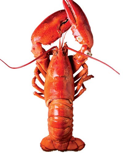Shore to Door: Mail-Order Maine Lobster