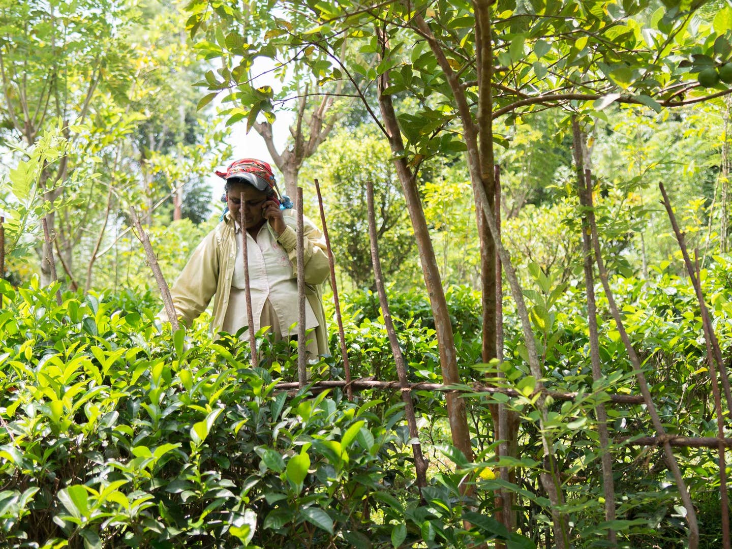 Drink the Excellent Tea From the Sri Lankan Estate Trying to Change the Brew Business