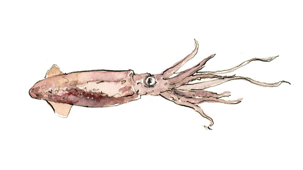 "squid"