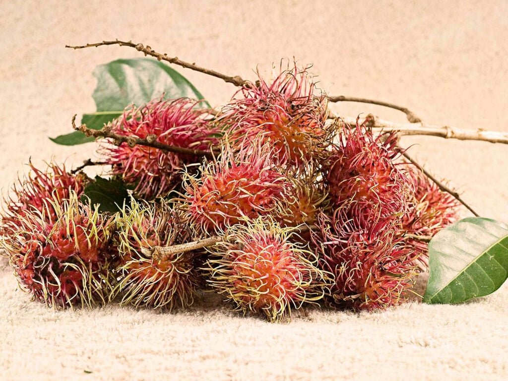 Rambutan (Chôm Chôm)