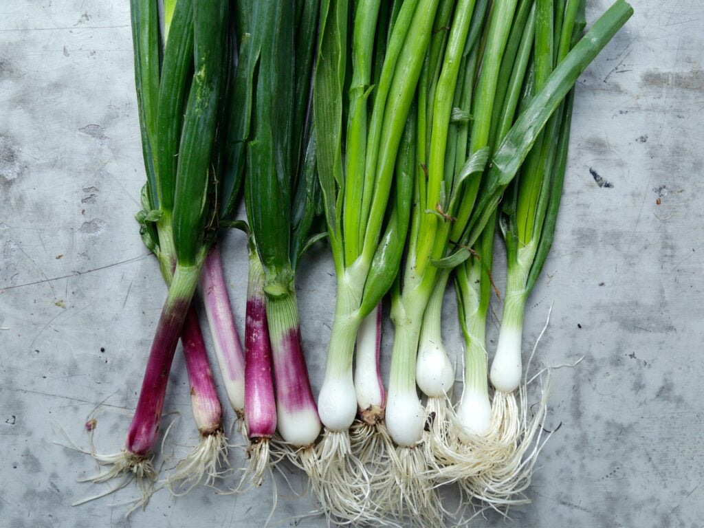 Spring onions