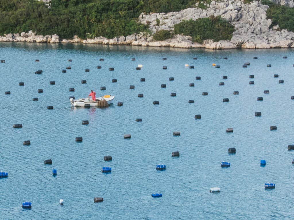 Oyster Farmer, Croatia