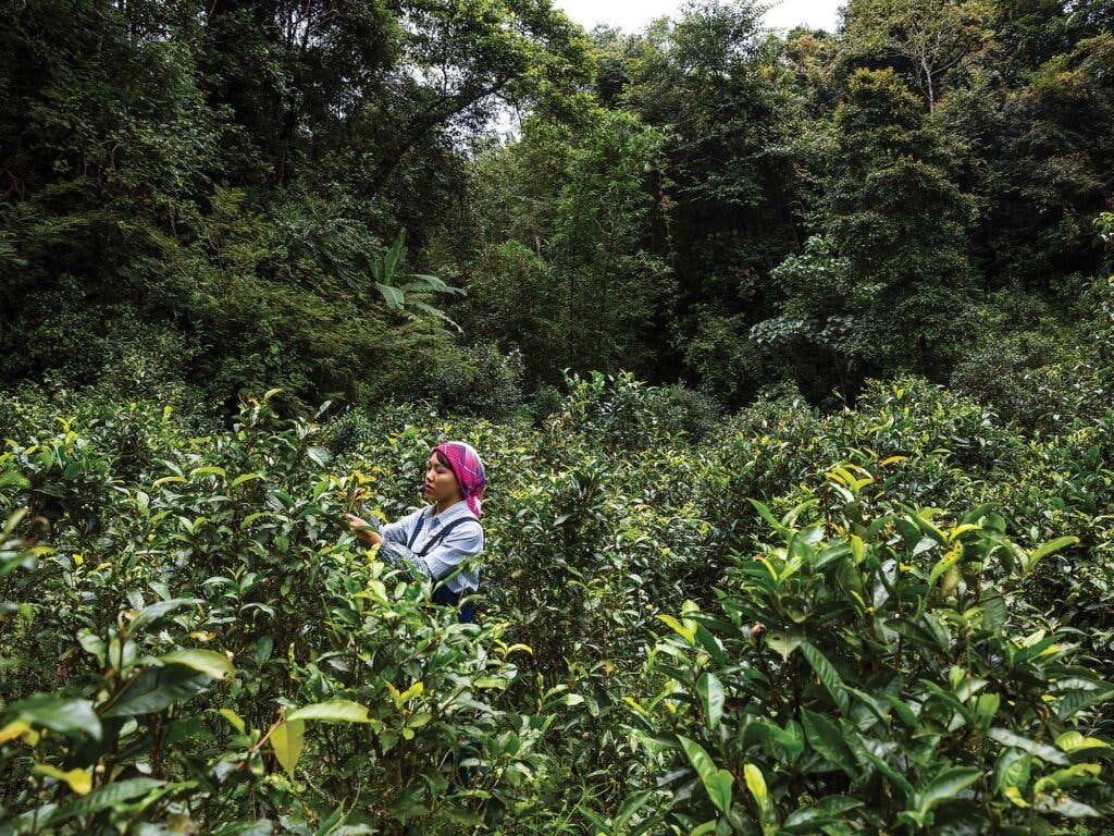 Dabu tends to pu-erh trees in China