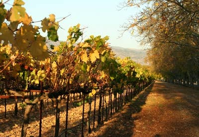 5 Milestones in California Wine