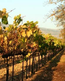 5 Milestones in California Wine