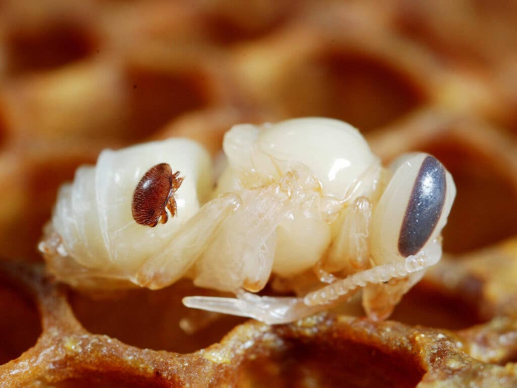 varroa mite