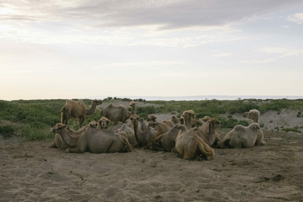 Camels