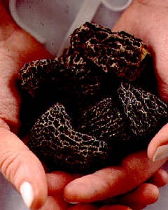 About Dried Morels