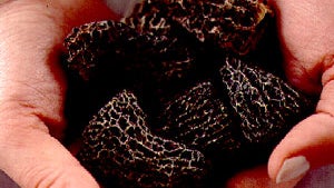 About Dried Morels