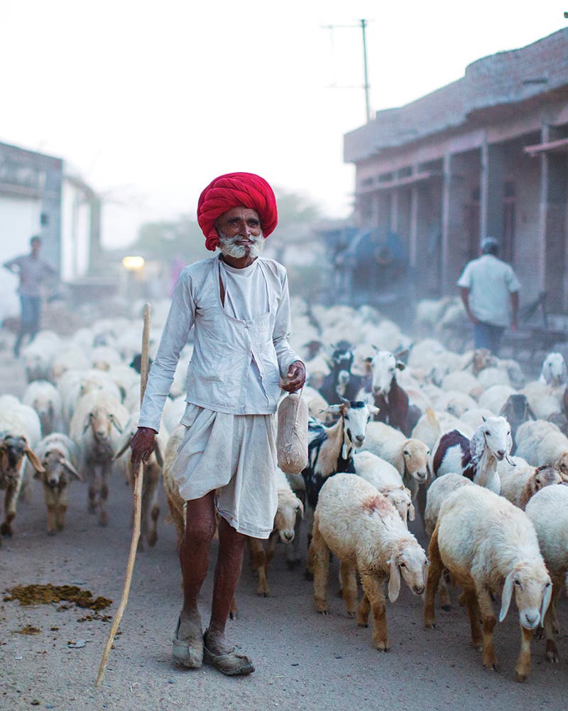 Amid the Flock Amid the Flock