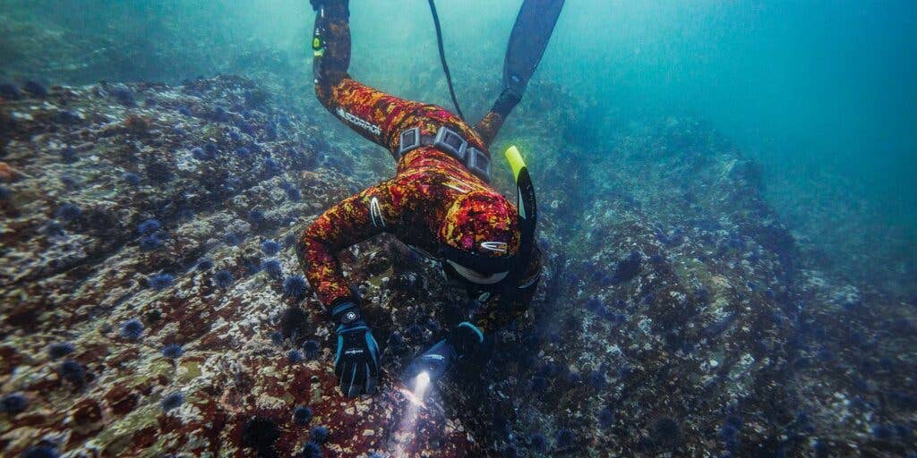 Ali Bouzari gathering Sea Urchins