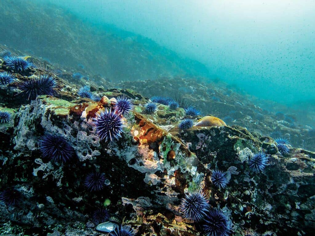 sea urchins on the pacific coast