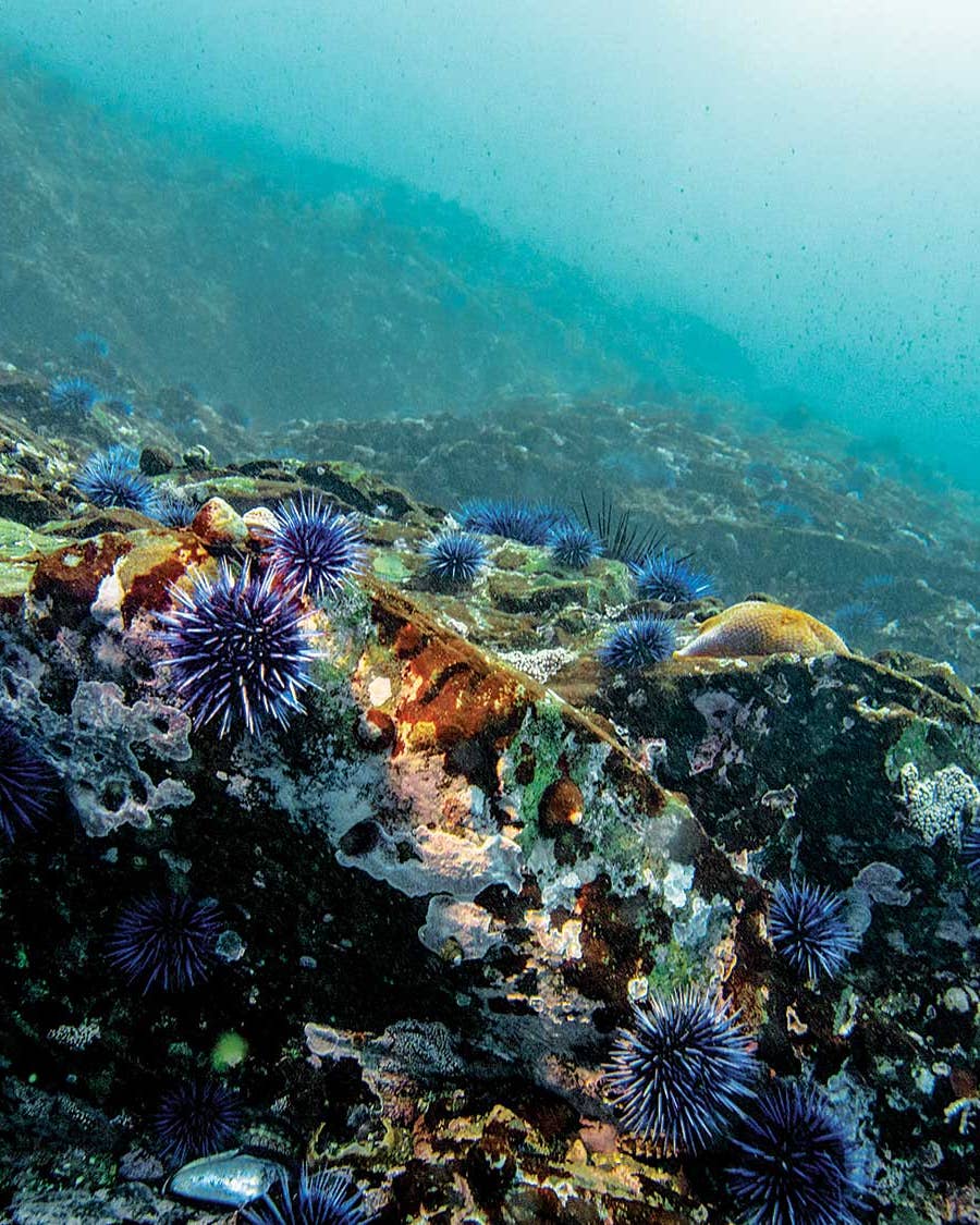 A Plague of Delicious Purple Urchins is Taking Over the California Coast and It’s Our Duty to Eat Them