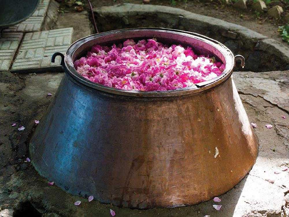 harvesting roses in Iran