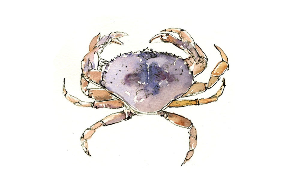 "crab"