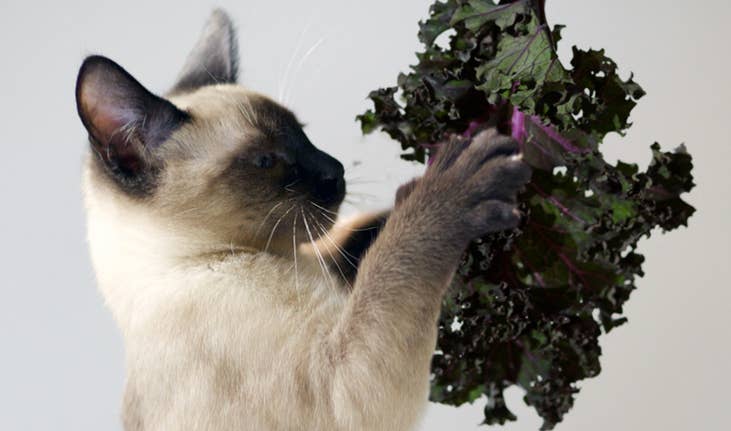 Weekend Reading: Kale-Loving Cats, Beer and Cookie Pairings, and More