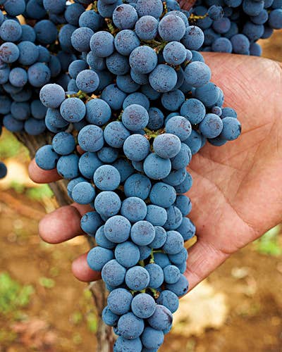 7 Reasons to Love Greek Wines