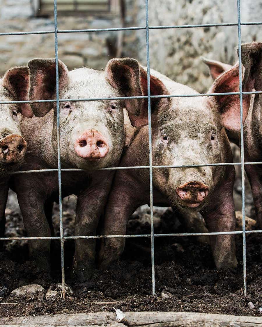 A Visit With a Pig Farmer on Lard-Rendering Day A Visit With a Pig Farmer on Lard-Rendering Day