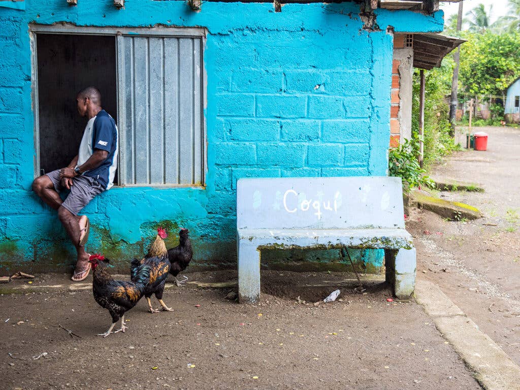 roosters and a man next to blue building
