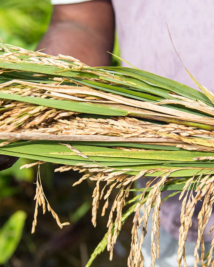 This Colombian Village Is Redefining Its Future with Rice and Coconuts