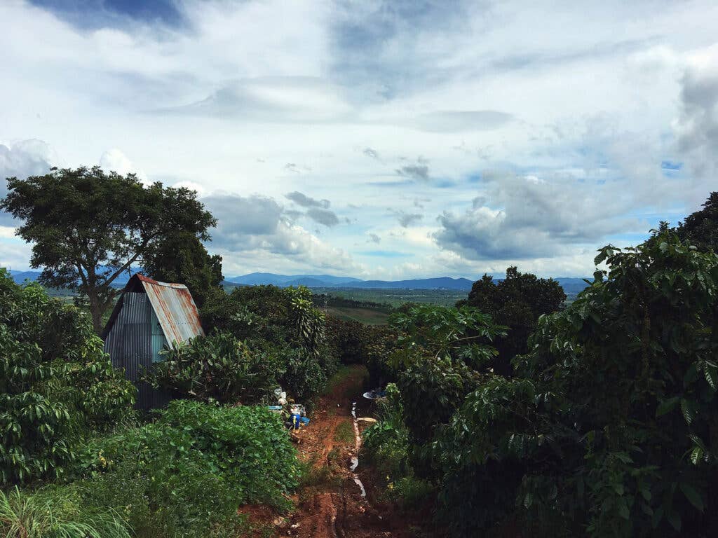 coffee farm in Da Lat, Vietnam