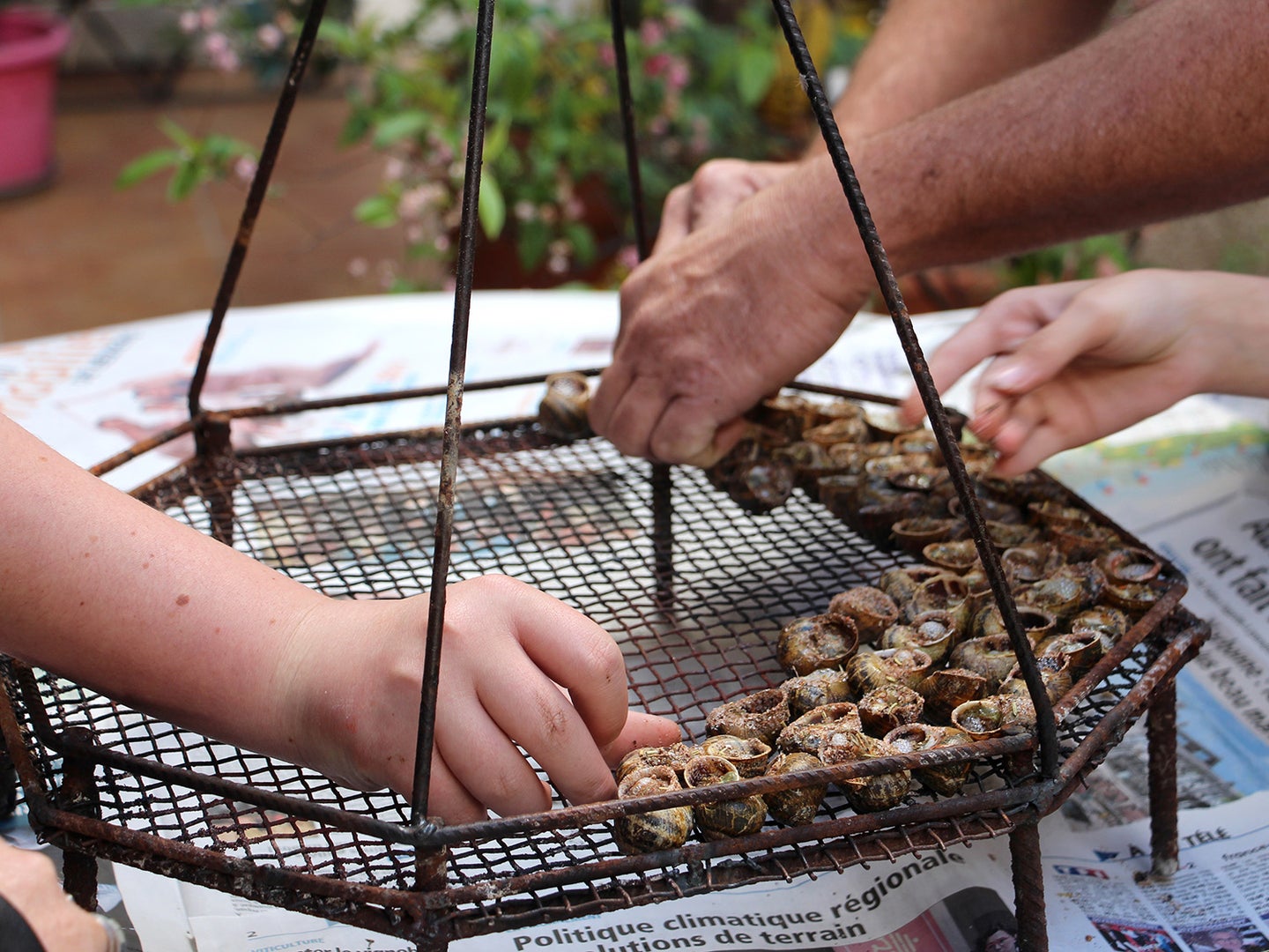 Snails are arranged on a grate for the grill.