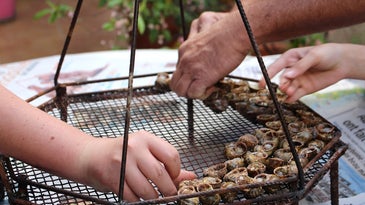 Preserving Southern France’s Flame-Grilled Snail Tradition