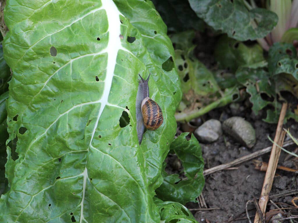 a snail climbs across a leaf of Swiss chard