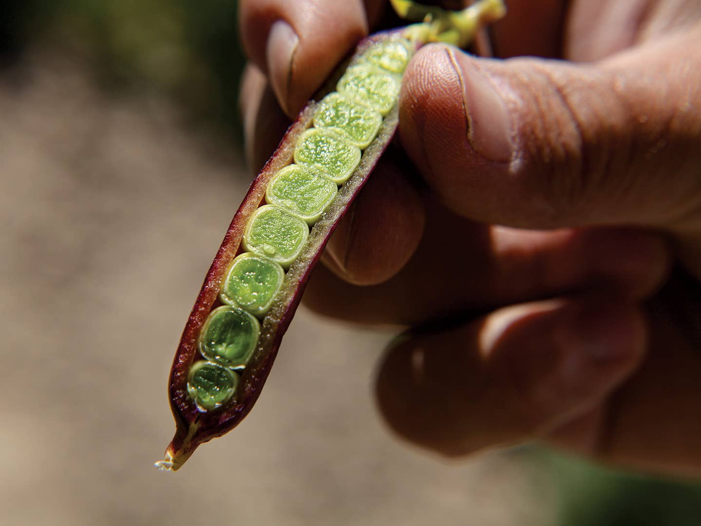 The Inventor of the Snap Pea Has a Farm (and Story) You Wouldn’t Believe