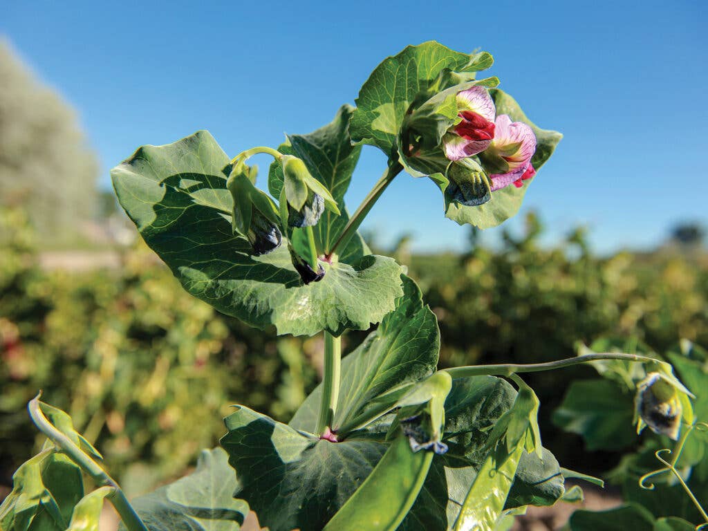 snap pea flowers