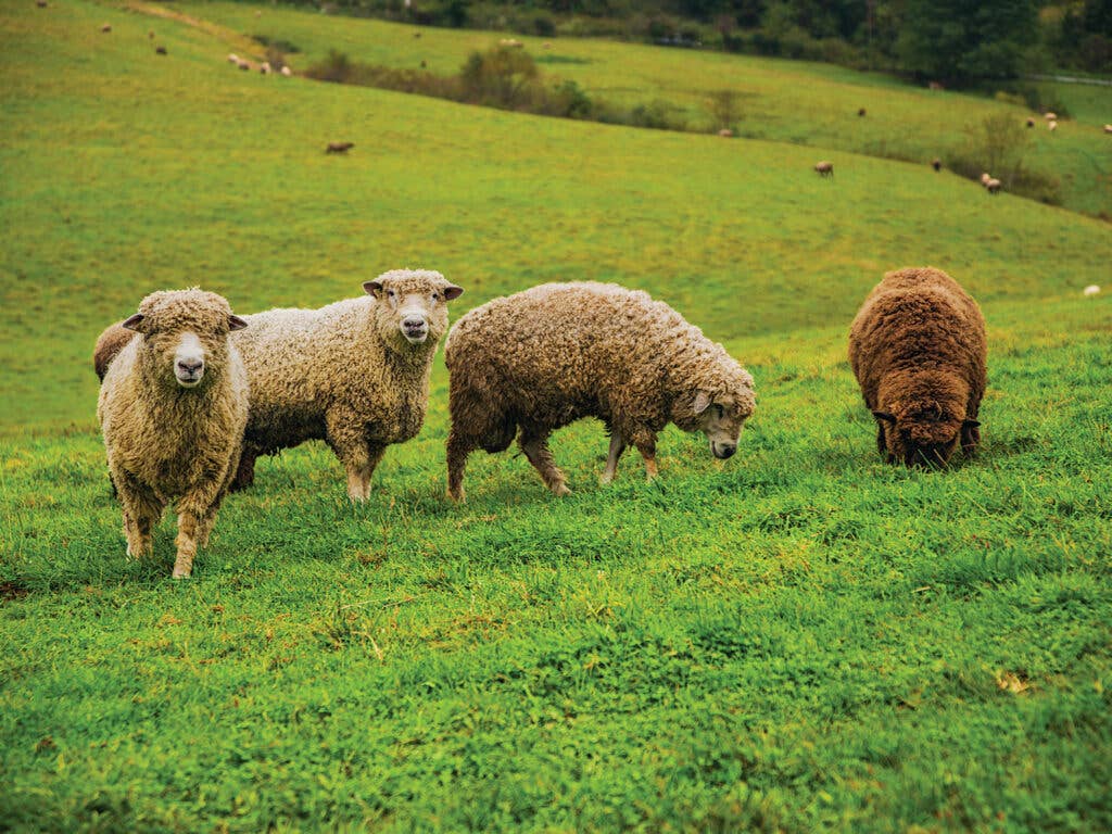 sheep in the green field