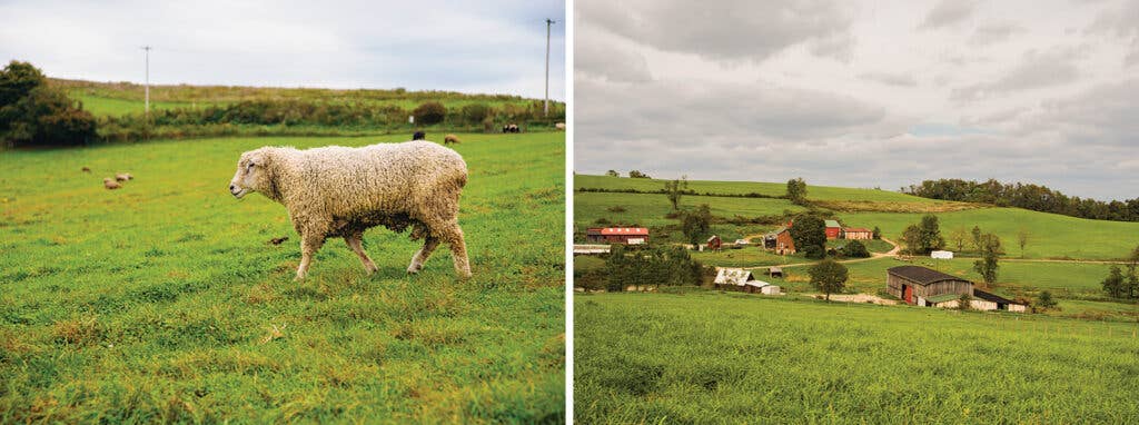 Leicester Longwool ram on the farm