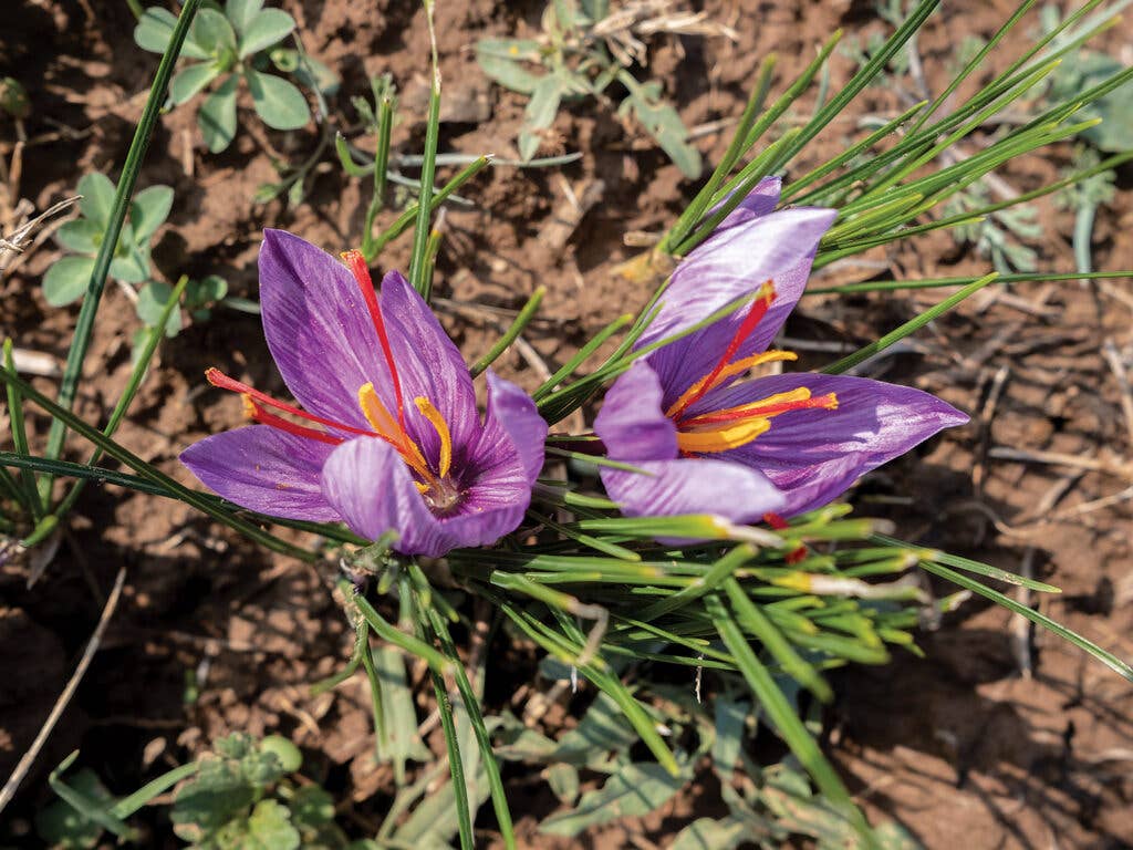 saffron crocus