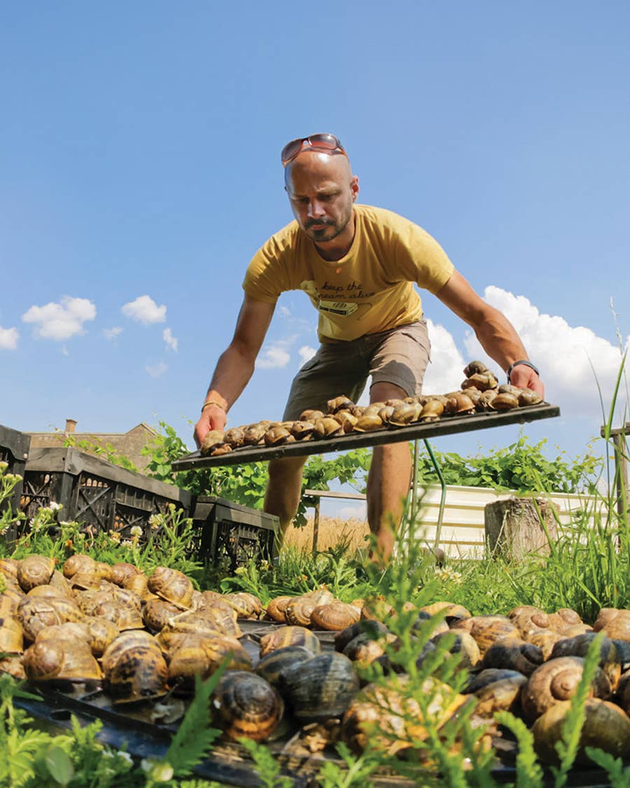 Snails Are Making a Comeback in Austria, Thanks to This Farmer